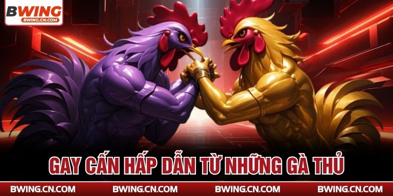 Gay cấn hấp dẫn từ những gà thủ 