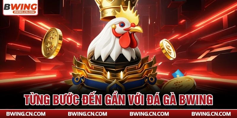 Từng bước đến gần với đá gà Bwing